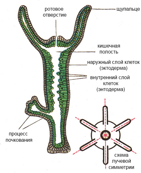 Ссылка на блекспрут